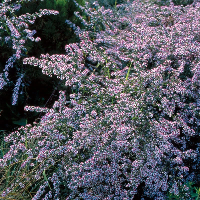 Lady In Black Aster 3 Lady In Black Aster