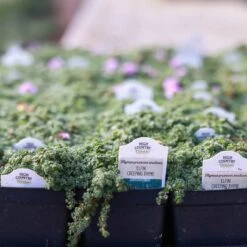 Elfin Creeping Thyme 9 Elfin Creeping Thyme -High country gradens 240403 clinton 6632 elfin creeping thyme