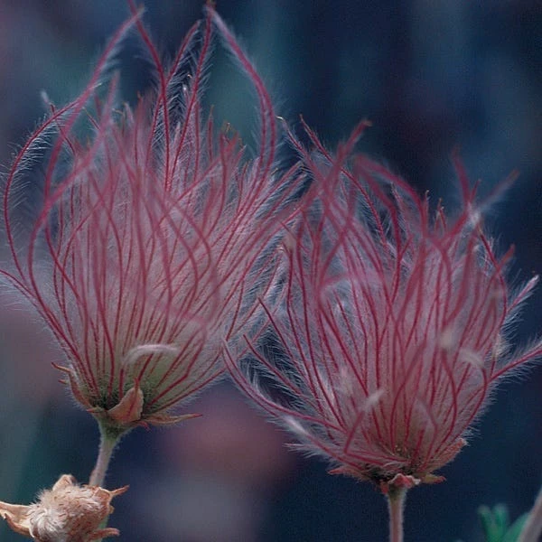 Apache Plume (Fallugia) 7 Apache Plume (Fallugia) - Image 5