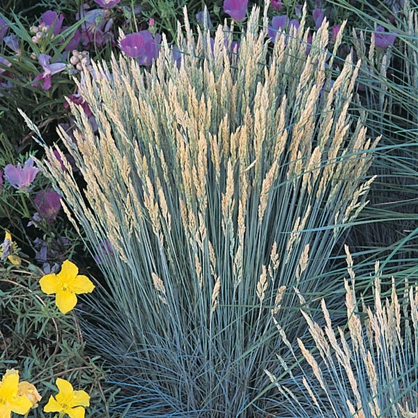 Boulder Blue Fescue Grass 4 Boulder Blue Fescue Grass - Image 2