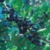 Berry Girl New Mexico Privet -High country gradens 52550a forestiera neomexicana 1