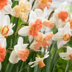 Endless Daffodil Bulb Collection -High country gradens 60 days of daffodils narcissus mix
