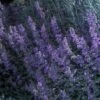 Walker's Low Nepeta -High country gradens 71292 nepeta walkers low catmint