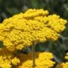Coronation Gold Yarrow -High country gradens achillea coronation gold yarrow 47
