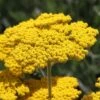 Some Like It Hot Collection -High country gradens achillea coronation gold yarrow 47 1