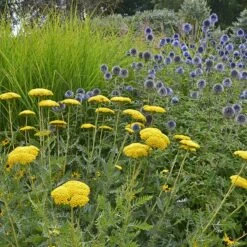Coronation Gold Yarrow -High country gradens achillea coronation gold yarrow globe thistle garden