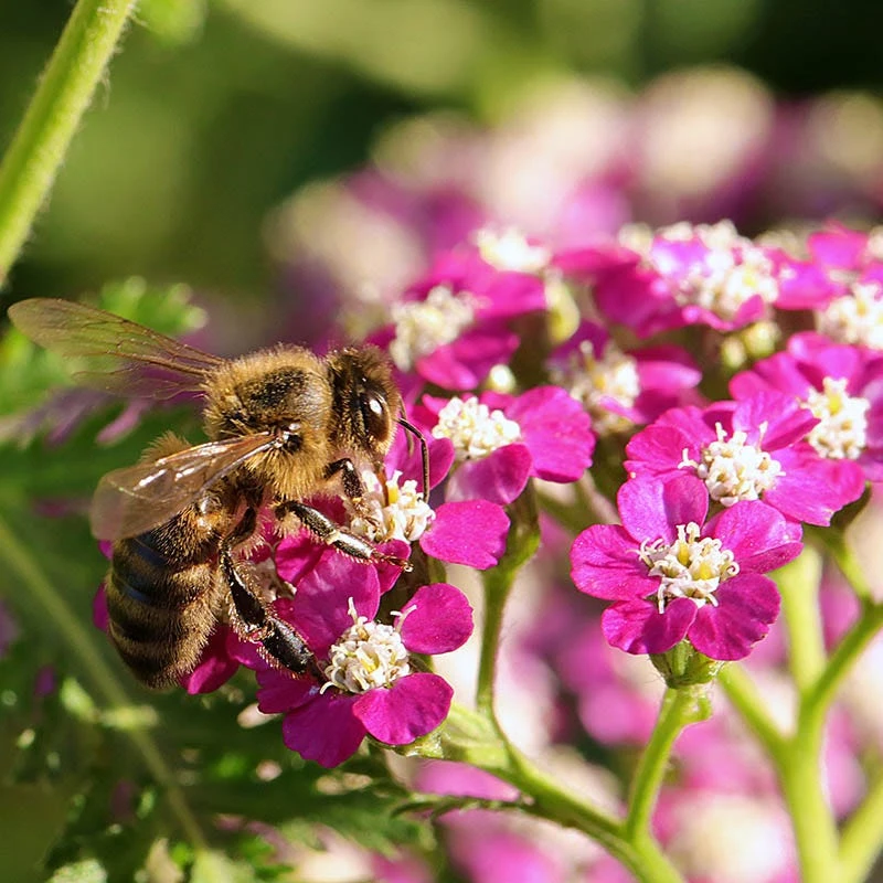 New Vintage™ Violet Yarrow 6 New Vintage™ Violet Yarrow - Image 4