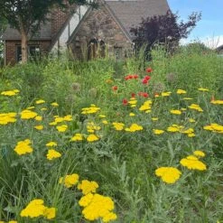 Moonshine Yarrow -High country gradens achillea moonshine yarrow 3