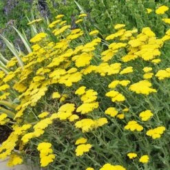 Summer Showstopper Pre-Planned Garden -High country gradens achillea moonshine yarrow