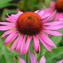 Ruby Star Echinacea -High country gradens adobestock 1244448527 rubinstern sq