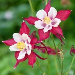 Red Hobbit Columbine -High country gradens adobestock 301486475 red hobbit sq