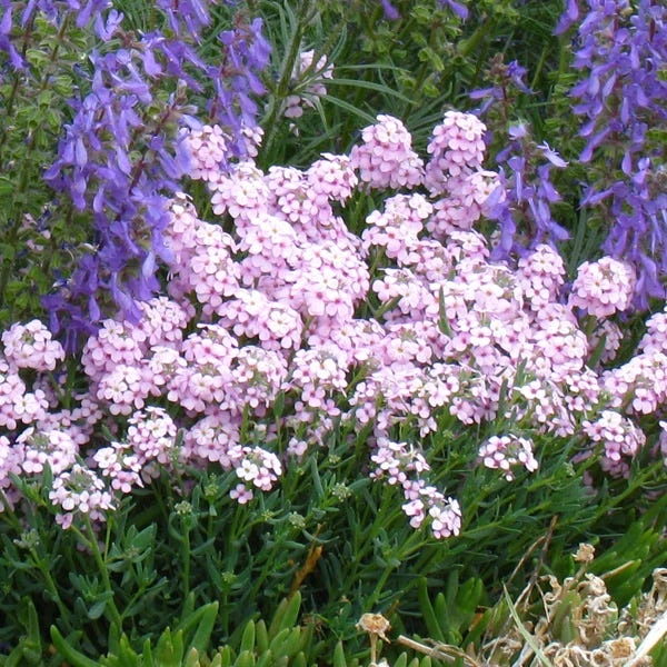 Fragrant Persian Stonecress (Aethionema) 3 Fragrant Persian Stonecress (Aethionema)