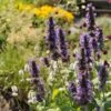 Black Adder Agastache -High country gradens agastache black adder 1