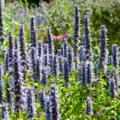 Black Adder Agastache -High country gradens agastache black adder 3