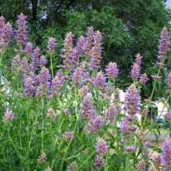 Blue Blazes Agastache -High country gradens agastache blue blazes 1