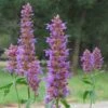 Blue Blazes Agastache -High country gradens agastache blue blazes 2