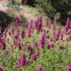 Agastache Cana