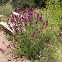 Agastache Cana -High country gradens agastache cana 3