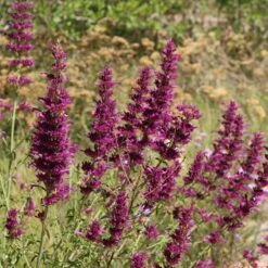 Agastache Cana -High country gradens agastache cana 4