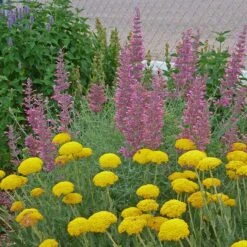 Desert Solstice Agastache -High country gradens agastache desert solstice achillea gold plate