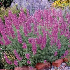 Desert Solstice Agastache -High country gradens agastache desert solstice bush