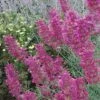 Desert Solstice Agastache -High country gradens agastache desert solstice flowers