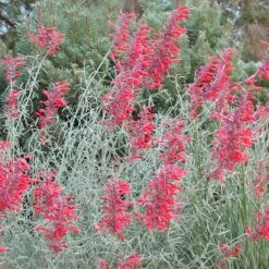 Summer Showstopper Pre-Planned Garden -High country gradens agastache glowing embers