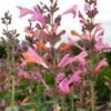 Kudos™ Ambrosia Agastache -High country gradens agastache kudos ambrosia terra nova cropped closeup 2