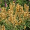Kudos™ Gold Agastache 1 Kudos™ Gold Agastache -High country gradens agastache kudos gold terra nova cropped 2 2