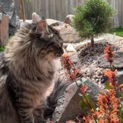 Kudos™ Mandarin Agastache -High country gradens agastache kudos mandarin 2