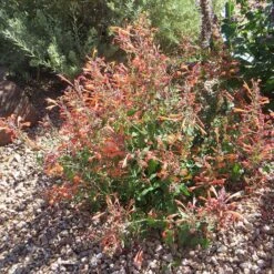 Kudos™ Mandarin Agastache -High country gradens agastache kudos mandarin 3