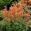 Kudos™ Mandarin Agastache -High country gradens agastache kudos mandarin terra nova nurseries cropped 3