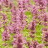 Agastache Neomexicana 2 Agastache Neomexicana -High country gradens agastache neomexicana