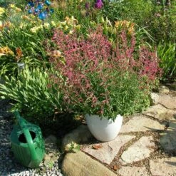 Red Happiness Agastache -High country gradens agastache red happiness container