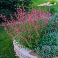 Red Happiness Agastache -High country gradens agastache red happiness garden customer photo