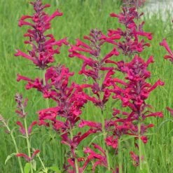 High country gradens -High country gradens agastache red happiness 1 1