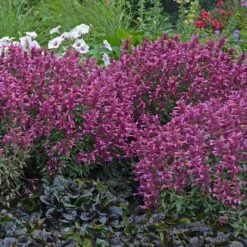 Rosie Posie Agastache -High country gradens agastache rosie posie 3