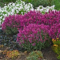 Rosie Posie Agastache -High country gradens agastache rosie posie 4