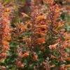 Tango Agastache -High country gradens agastache tango hummingbird mint 2