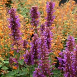 Blue Boa Agastache -High country gradens agastache blue boa 1b 1 with apricot sprite 2