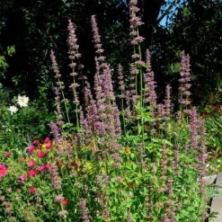 Agastache Neomexicana -High country gradens agastache neomexicana in the garden