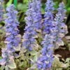 Silver Queen Ajuga -High country gradens ajuga silver queen 1