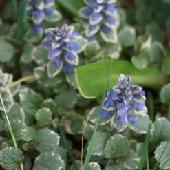 Silver Queen Ajuga -High country gradens ajuga silver queen 3