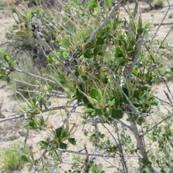 Alderleaf Mountain Mahogany (Cercocarpus)