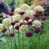 Allium Atropurpureum -High country gradens allium atropurpureum allium nigurm starry night allium collection