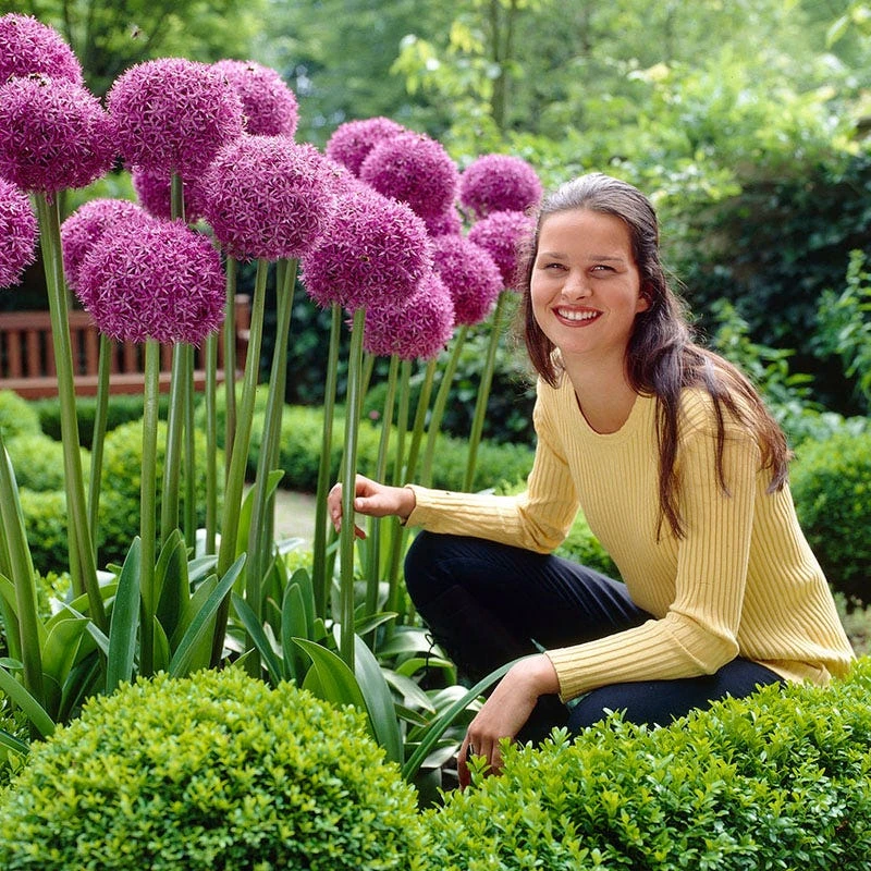 Stranger Than Fiction Flower Bulb Collection 3 Stranger Than Fiction Flower Bulb Collection