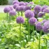 Globemaster Allium -High country gradens allium globemaster 1 1