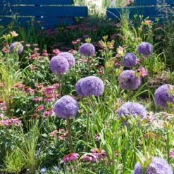 Globemaster Allium -High country gradens allium globemaster 3 1