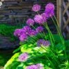 Purple Sensation Allium -High country gradens allium hollandicum purple sensation garden flowers