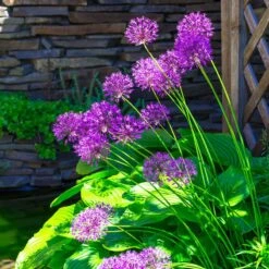 Purple Sensation Allium